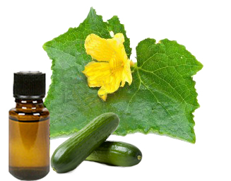 Cucumber oil